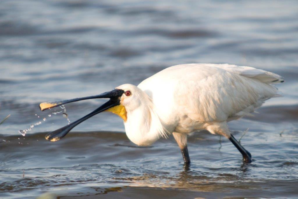 Igluhut, De Keet, in de natuur op 450 Meter van het Strand Callantsoog Buitenkant foto